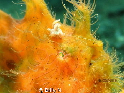 Bad hair day by Billy N 